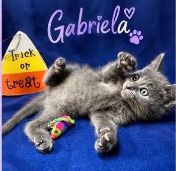 Gabriela -  Domestic Short Hair Cat for Adoption in Goodlettsville, Tennessee - Gabriela | PetCurious