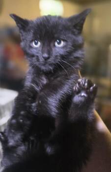 Soot -  Domestic Short Hair Cat Available for Adoption in Elizabeth, Pennsylvania - Soot | PetCurious