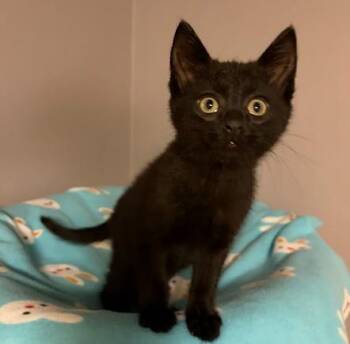 LITTLE RED CORVETTE -  Domestic Short Hair Cat for Adoption in Andover, Minnesota - LITTLE RED CORVETTE | PetCurious