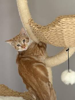 Rescue Domestic Short Hair Cats for Adoption in Philadelphia, Pennsylvania - Colander | PetCurious