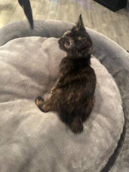 Domestic Short Hair Cats Available for Adoption in San Antonio, Texas - Oraya | PetCurious