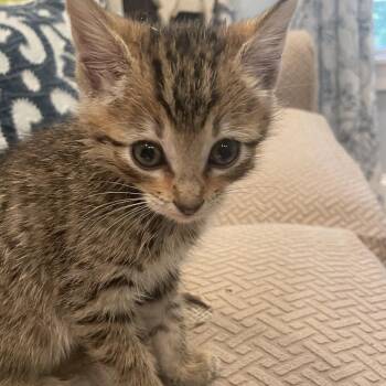 Jack Jack-TL -  Domestic Short Hair Cat for Adoption in Tallahassee, Florida - Jack Jack-TL | PetCurious