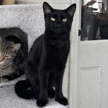 Domestic Short Hair Cats Available for Adoption - Toothless | PetCurious