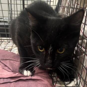 111505 -  Domestic Short Hair Cat for Adoption in Las Cruces, New Mexico - 111505 | PetCurious