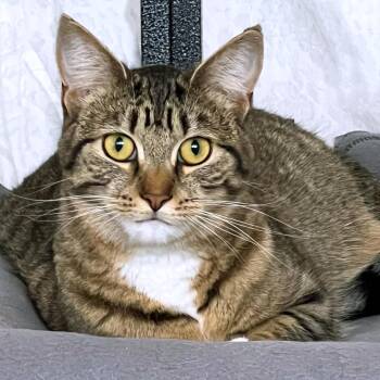 Mei Mei -  Domestic Short Hair Cat Available for Adoption in St. Louis, Missouri - Mei Mei | PetCurious