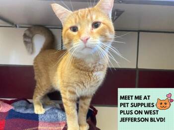 BUCKY -  Domestic Short Hair Cat for Adoption in Fort Wayne, Indiana - BUCKY | PetCurious