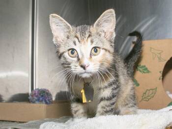HALEY -  Domestic Short Hair Cat for Adoption in St. Louis, Missouri - HALEY | PetCurious