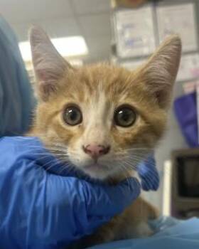 Cosmo -  Domestic Short Hair Cat for Adoption in Roseville, California - Cosmo | PetCurious