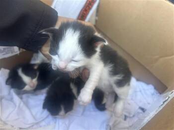 Rescue Domestic Short Hair Cats for Adoption in Houston, Texas - A643945 | PetCurious