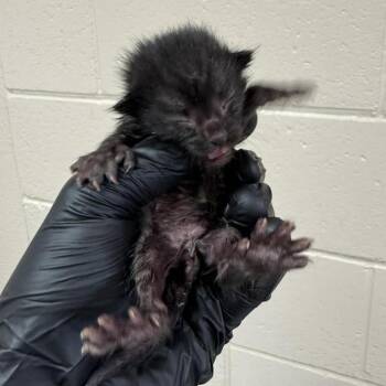 Gumbo -  Domestic Short Hair Cat for Adoption in Reno, Nevada - Gumbo | PetCurious