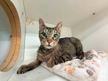 Kaskade -  Domestic Short Hair Cat for Adoption in Cleveland, Ohio - Kaskade | PetCurious