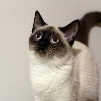 Rescue Siamese Cats for Adoption in Pocatello, Idaho - Indie | PetCurious