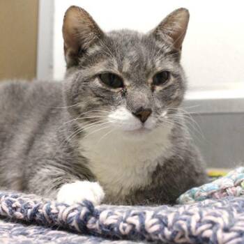Keara -  Domestic Medium Hair Cat for Adoption in Des Moines, Iowa - Keara | PetCurious