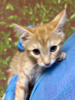 Domestic Short Hair Cats Available for Adoption in San Antonio, Texas - Leaf | PetCurious