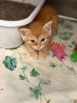 (K) Ivy -  Domestic Short Hair Cat for Adoption in Portland, Indiana - (K) Ivy | PetCurious