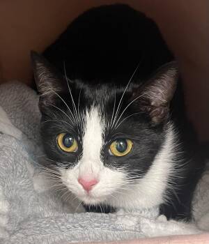 Thea -  Tuxedo and Domestic Short Hair Cat for Adoption in Mendham, New Jersey - Thea | PetCurious