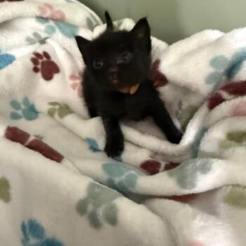 Lynx - Brown Collar -  Domestic Short Hair Cat for Adoption in Ferndale, Washington - Lynx - Brown Collar | PetCurious