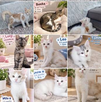 Kittens -  Ragamuffin and Maine Coon Cat for Adoption in Brampton, Ontario - Kittens | PetCurious