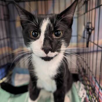 Chispa (bonded with Minnie) -  Domestic Short Hair Cat for Adoption in Reisterstown, Maryland - Chispa (bonded With Minnie) | PetCurious