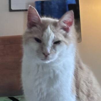 Domestic Short Hair Cats Available for Adoption - Oliver | PetCurious