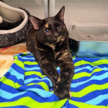 Domestic Short Hair Cats Available for Adoption in Saint Charles, Missouri - Tammy | PetCurious