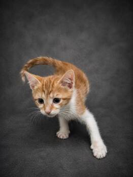 Domestic Short Hair Cats Available for Adoption in Winter Haven, Florida - REX | PetCurious