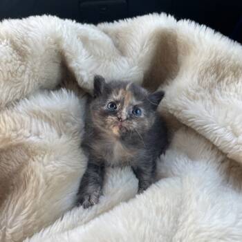 Rescue Domestic Short Hair Cats for Adoption in Mount Vernon, Indiana - Millie | PetCurious