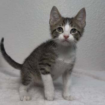 Rescue Domestic Short Hair Cats for Adoption in Aledo, Texas - Americano | PetCurious
