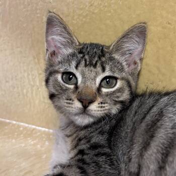 Tiny Too -  Domestic Short Hair Cat for Adoption in Sonora, California - Tiny Too | PetCurious