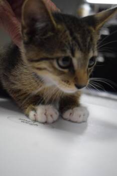 Elwood (Sabrina K4) -  Domestic Short Hair Cat for Adoption in Pahrump, Nevada - Elwood (Sabrina K4) | PetCurious