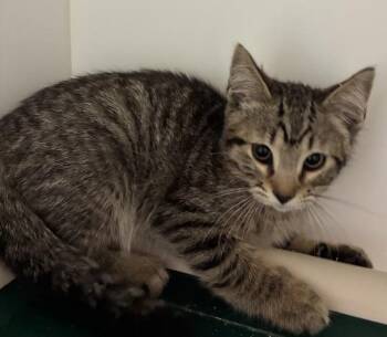 *Stark* -  Domestic Short Hair Cat for Adoption in Salt Lake City, Utah - *Stark* | PetCurious