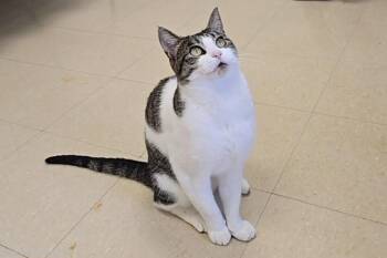 Hazel -  Domestic Short Hair Cat for Adoption in Red Wing, Minnesota - Hazel | PetCurious