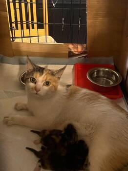 Mary -  Domestic Short Hair Cat for Adoption in Las Vegas, Nevada - Mary | PetCurious