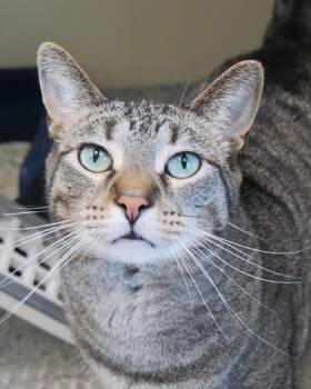 Rescue Domestic Short Hair Cats for Adoption in Fishers, Indiana - Ivy | PetCurious