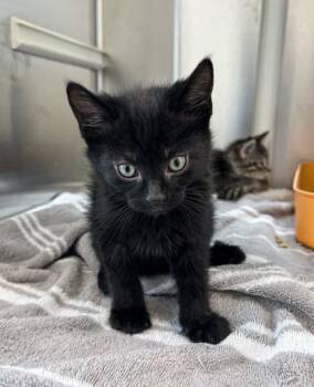 Domestic Short Hair Cats Available for Adoption in Westland, Michigan - Hamlet | PetCurious