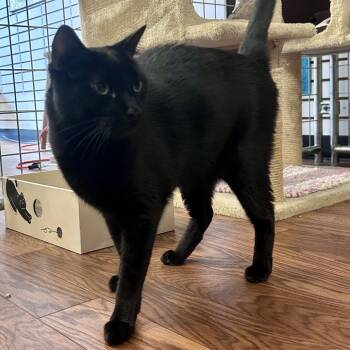 Floki -  Domestic Short Hair Cat for Adoption in Saratoga Springs, New York - Floki | PetCurious