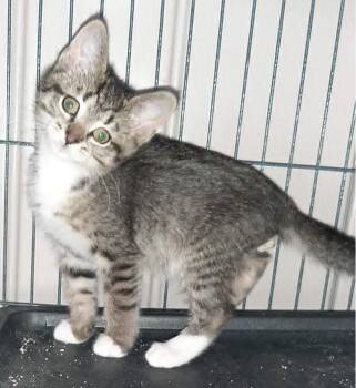 Chef Louis -  Domestic Short Hair Cat for Adoption in Georgetown, Ohio - Chef Louis | PetCurious