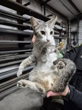 Domestic Short Hair Cats Available for Adoption in San Antonio, Texas - HAULMARK | PetCurious