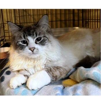 Siamese Cats Available for Adoption - Seraphina | PetCurious