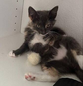 Domestic Medium Hair Cats Available for Adoption in Oviedo, Florida - Gloria | PetCurious