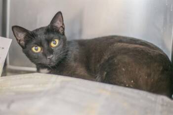 AMIKA -  American Shorthair Cat for Adoption in Charlotte, North Carolina - AMIKA | PetCurious