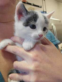 Rescue Domestic Short Hair Cats for Adoption in Davidson, North Carolina - Colbert | PetCurious