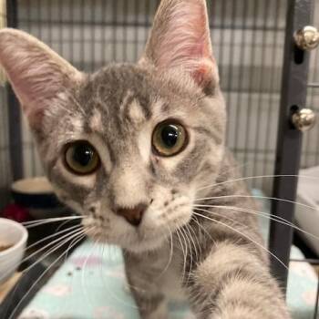 Rose -  Domestic Short Hair Cat for Adoption in Kankakee, Illinois - Rose | PetCurious