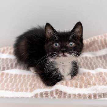 Backpack -  Domestic Short Hair Cat for Adoption in New York, New York - Backpack | PetCurious