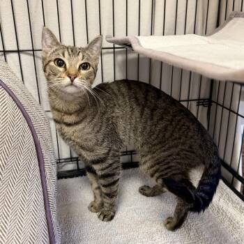 Mariposa -  Domestic Short Hair Cat for Adoption in Tempe, Arizona - Mariposa | PetCurious