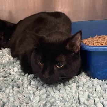 Pochita -  Domestic Short Hair Cat for Adoption in Port Charlotte, Florida - Pochita | PetCurious