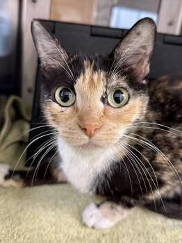 Kiki -  Domestic Short Hair Cat for Adoption in Wichita, Kansas - Kiki | PetCurious