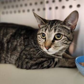 Staci -  Domestic Short Hair Cat Available for Adoption in Reno, Nevada - Staci | PetCurious