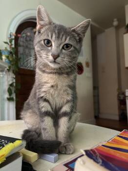 Wasp Wyndale -  Domestic Short Hair Cat for Adoption in Philadelphia, Pennsylvania - Wasp Wyndale | PetCurious