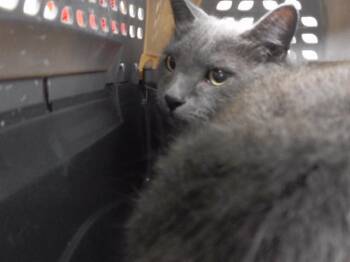 REESES -  Domestic Short Hair Cat for Adoption in Omaha, Nebraska - REESES | PetCurious